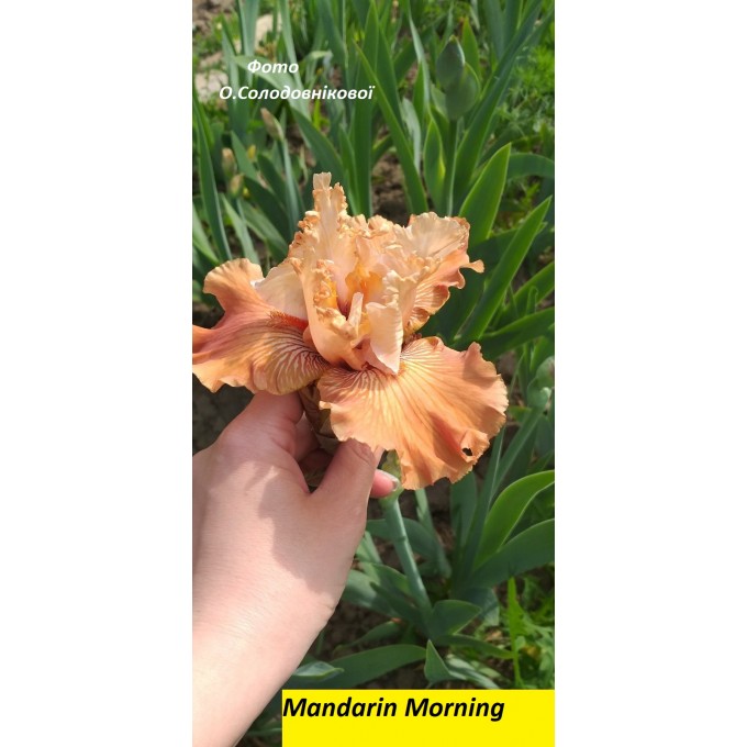 Mandarin Morning,ірис